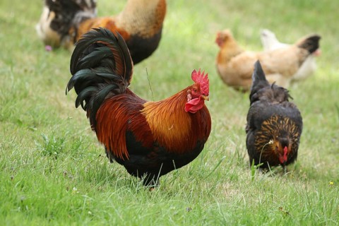 Domestic chickens, free-range, various breeds, organic, Lower Austria, Austria, Europe