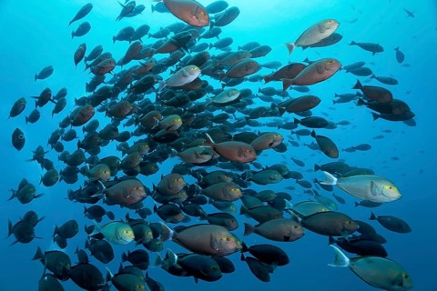 Shoal of elongate surgeonfish (Acanthurus mata) swimming in the open sea. Great Barrier Reef,