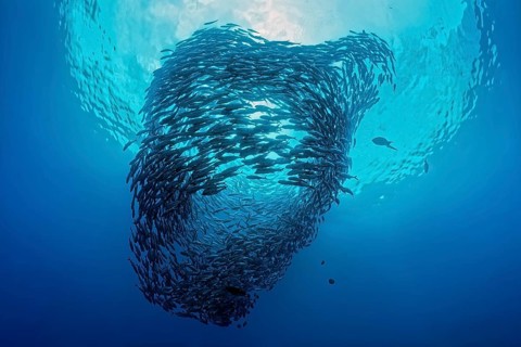 Shoal of Bigeye Spiny Mackerel (Caranx sexfasciatus) circling, circulating in the open sea, Great