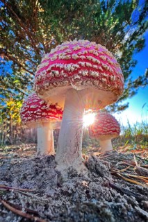 Red fly agaric (Amanita muscaria), poisonous mushroom, red cap with white spots, lucky mushroom,