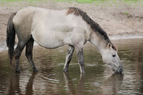 Dülmen wild horse drinking, Merfelder Bruch, Dülmen, North Rhine-Westphalia, Germany, Europe