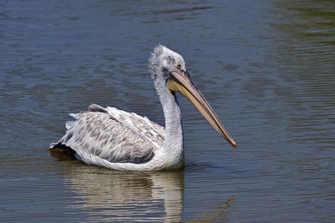 Portrait of Pink-backed Pelican (Pelecanus rufescens) swimming in lake, native to Africa