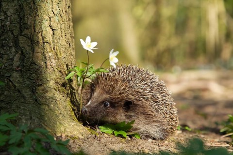 European hedgehog (Erinaceus europaeus) adult animal walking in a springtime woodland, Suffolk,