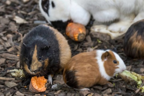 Domestic cavias, guinea pigs, cavies and rabbit eating carrots in children's farm, petting zoo