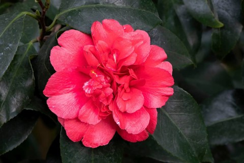 Camellia (Camellia japonica althaeiflora) hybrid