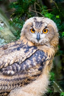 Young eurasian eagle-owl (Bubo bubo) owl, owls, Lower Saxony, Federal Republic of Germany