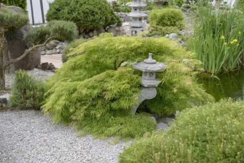 Japanese Garden, Green Slotted Maple (Acer palmatum 'Dissectum'), Japanese Garden World,