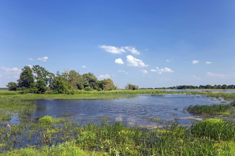 Tributary stream of the river Oder at Oderbruch, moorland landscape near Oderberg, Brandenburg in