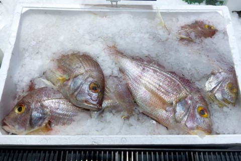 Red sea bream (Pagellus erythrinus) Sea bream Dorade Rosé on ice in refrigerated counter Fish