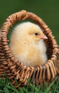 Cute yellow chick (Gallus gallus domesticus) in basket at chicken farm