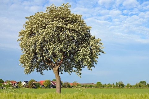Deciduous tree, rowan (Sorbus aria) in bloom, blue cloudy sky, North Rhine-Westphalia, Germany,