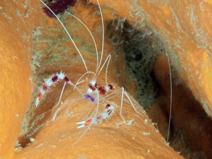 Banded coral shrimp (Stenopus hispidus), cleaner shrimp on orange tube sponge. Dive site John
