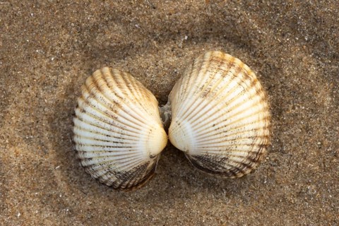 Cockle shell one pair on a sandy beach, Norfolk, England, United Kingdom, Europe
