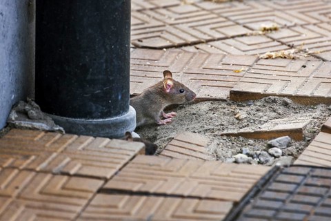 Juvenile brown rat, Common rat (Rattus norvegicus) emerging from drainpipe on pavement