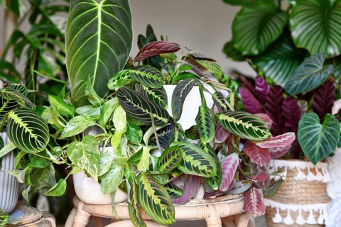 Urban jungle. Different tropical houseplants like Pothos, Philodendron or Maranta plants in flower