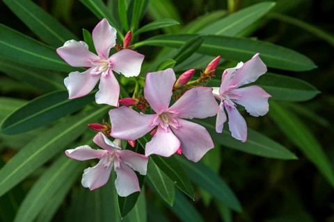 Oleander (Nerium oleander), also oleander, flower, pink flowering, Baden-Württemberg, Germany,