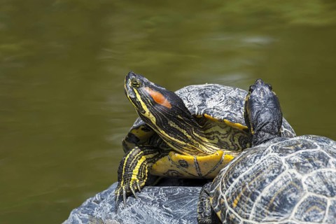 Red-eared slider (Trachemys scripta elegans), red-eared terrapin pond slider native to the southern