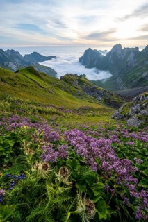 Purple flowers on a mountain meadow, view over SÃ¤ntis mountains into the valley of Meglisalp at