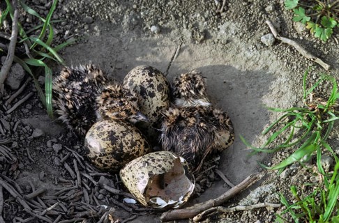 Northern Lapwing (Vanellus vanellus) chicks hatching among eggs in nest on the ground