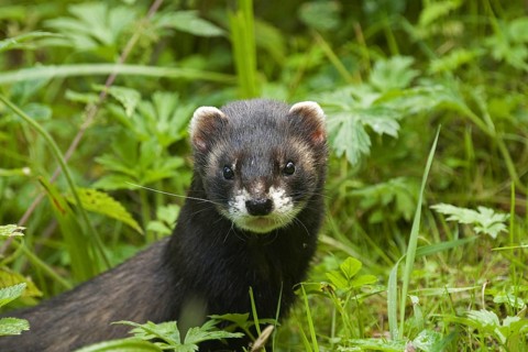 Close up of European polecat (Mustela putorius) hunting in grassland