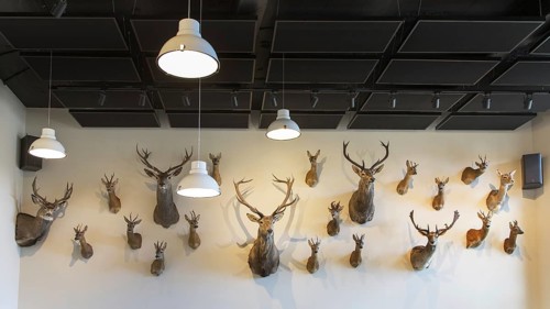 Hunter's trophy room with collection of stuffed deer heads hanging on a wall as hunting trophies