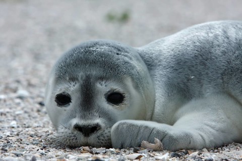 Common harbor seal (Phoca vitulina), howler, young resting on the beach, Lower Saxony Wadden Sea