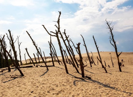 Dead trees, Slovincian National Park, Slowinski Park Narodowy, Poland, Europe