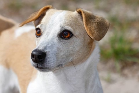 Dog, Jack Russell Terrier, Dog breed, Domestic dog (Canis lupus familiaris), Portrait,