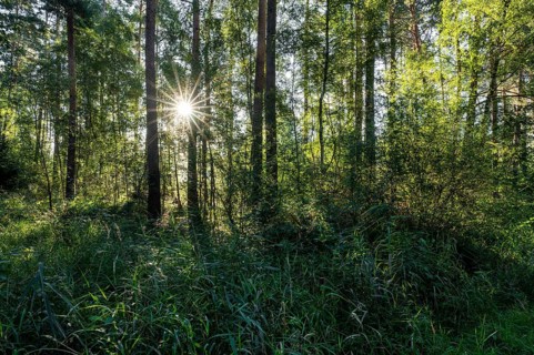 Mixed forest, Sonnenstern, Barnbruch Forest nature reserve, Lower Saxony, Germany, Europe