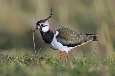 Northern lapwing (Vanellus vanellus) male foraging in meadow and eating earthworm, worm in spring