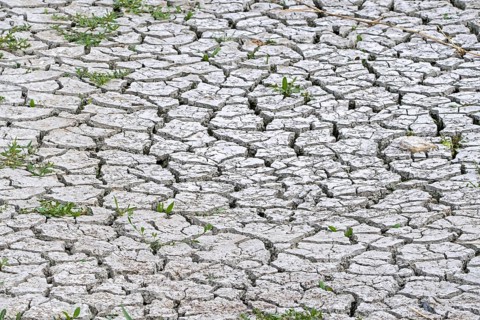 New shoots of plants in dry cracked clay mud in dried up lake bed caused by prolonged drought in