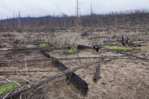 New grass shoots growing on scorched earth among charred tree trunks after wildfire, Jasper