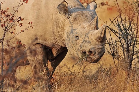 White Rhinoceros, Square-lipped rhinoceros (Ceratotherium simum) chewing branch of thorn-bush,