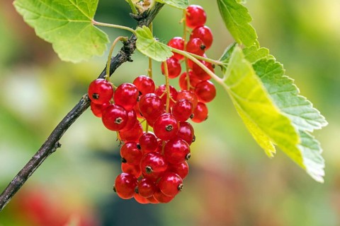 Red currant (Ribes rubrum), fruit, Baden-Wuerttemberg, Deutschlad