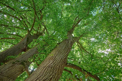 Lime tree, treetop, Ossiach, Lake Ossiach, Carinthia, Austria, Europe