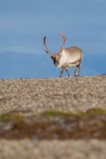 Svalbard Reindeer (Rangifer tarandus platyrhynchus), male, bull with blood-red antlers, tundra in