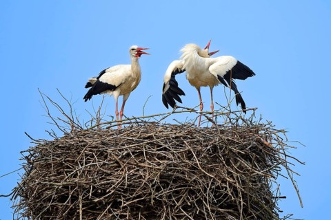 White storks (Ciconia ciconia), greeting at the nest, stork village Linum, Brandenburg, Germany,