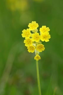 Common cowslip (Primula veris), primrose family, cowslip, apothecary primrose, medicinal plant