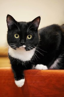 Close up of tuxedo cat, bicolor domestic cat with a white and black coat resting on furniture in
