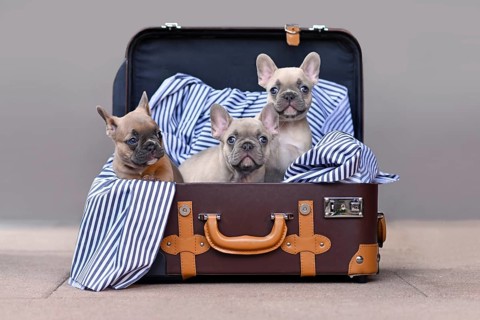 Three cute French Bulldog dog puppies with bright blue eyes in brown trunk with striped blanket
