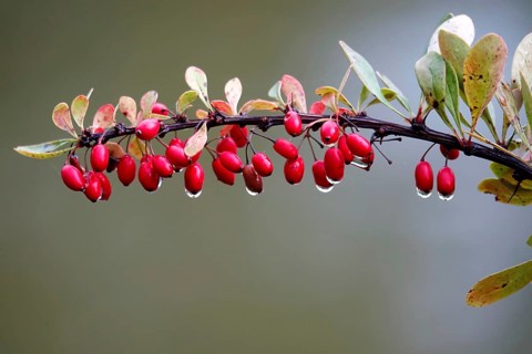 Autumn, After a rain, Barberry with water drops, Germany, Europe