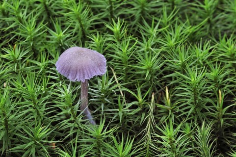 Amethyst deceiver (Laccaria amethystea) fungus amongst moss in autumn forest