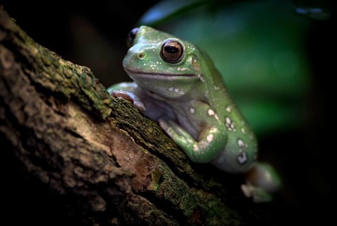 Australian green tree frog (Litoria caerules), sitting on branch, captive, Baden-Württemberg,
