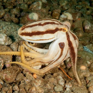 Small venomous octopus (Octopus mototi) Two-ringed octopus with two blue rings on side of body Body