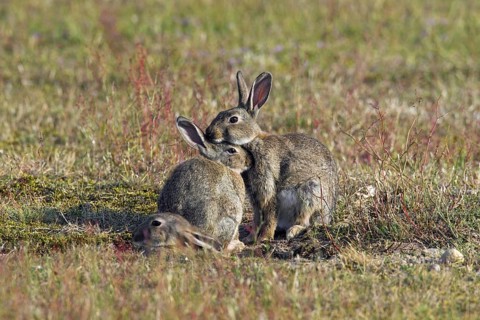 European rabbits (Oryctolagus cuniculus), common rabbit adult with two juveniles sitting in front