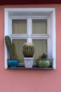 Cactus (Cactaceae) collection in front of a window of a residential building, Bavaria, Germany,