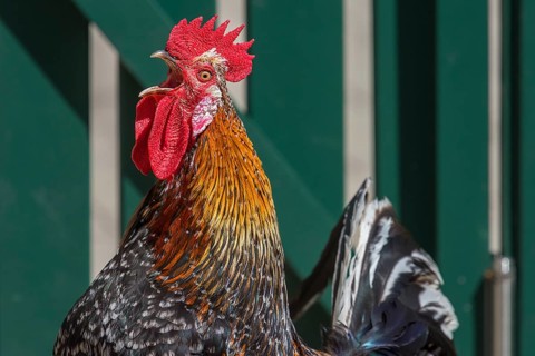 Crowing cock in front of a fence (Gallus gallus domesticus), Close up, Mecklenburg-Western