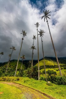 Wax palms largest palms in the world, Cocora valley, Unesco site coffee cultural landscape,