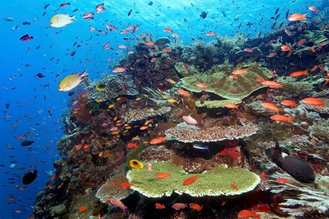 Sloping reef top, strong current, many different fish, corals and invertebrates, Great Barrier