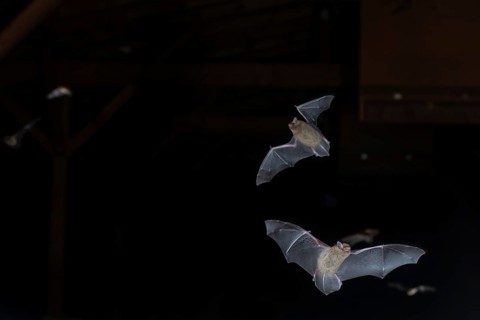 Common pipistrelle (Pipistrellus pipistrellus), swarming in the attic shortly in front of going